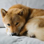 Pexels photo 6588925